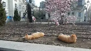 Магнолия и котики на Большой Морской