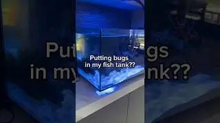 Why am I putting bugs in my fish tank??