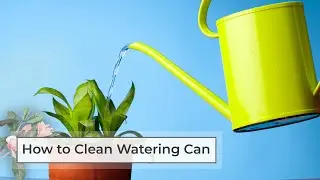 How to clean watering can