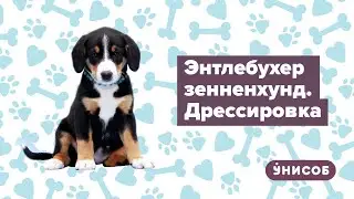 Энтлебухер зенненхунд выпрашивает еду со стола. Что делать?
