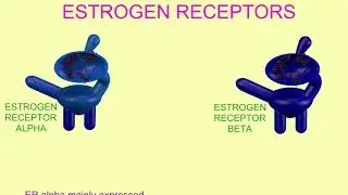 ESTROGEN RECEPTOR FUNCTION the more complicated version 1