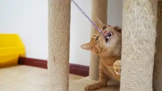 Why does the elastic cat teaser stick easily make cats fall in love?🐱🤣| SD猫の夢島💗