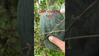 Trồng dưa hấu chuẩn oganic - Gõ nghe bộp bộp vầy chắc gần chín rồi 