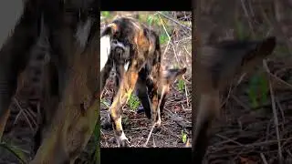 African Wild Dog Regurgitates Kill, Kruger National Park, South Africa #shorts #nature #africa