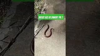 BELUT DARAT EMANG ADA ? 