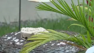New Orleans East group encourages residents to use greenery to protect homes from floods