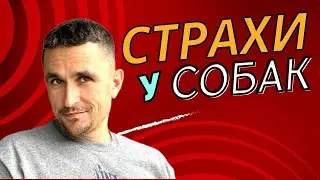 Страх у собаки