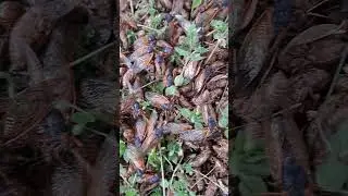 Cicadas 2024