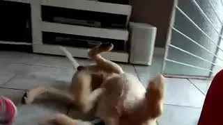 Cachorro fazendo yoga
