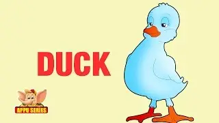 Animal Facts - Duck