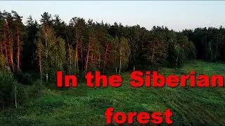 В лесу Сибирском. In the Siberian forest.