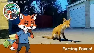 22/08/2025. Farting Foxes!