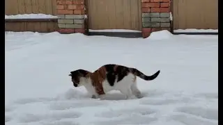Сима радуется снегу