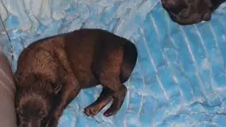 #puppies