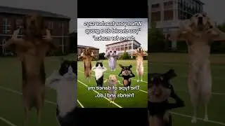 Cats highlights #catstagram #funny #cat #funnypets #catlover #funnyanimals #kitty #2024 #catlover
