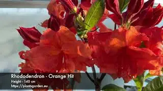 Rhododendron - Orange Hit 4K