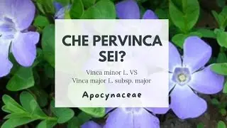DIFFERENZA TRA PERVINCA MAGGIORE E PERVINCA MINORE