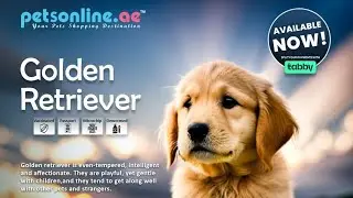 Adorable Golden Retriever Puppies🐶|Best in UAE #puppies #goldenretriever #dubai #pets #petsonline