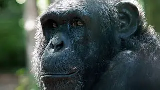 Discover The Astonishing Similarities: Chimpanzee - 98% Like Us