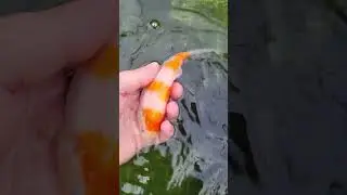 Малыш Кохаку