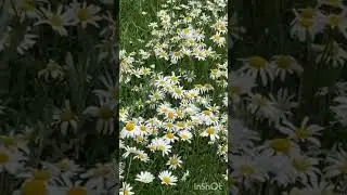 жэйге матур кичлэр  сезгэ дусларым!🌌💞