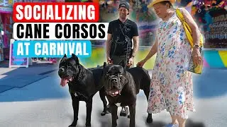 Socializing My Cane Corsos at a Carnival RAW Video