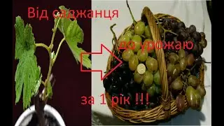 5 правил - як отримати урожай в наступний рік після посадки