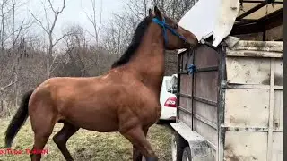 Horse Market. Stallion for 400,000 rubles. Urus-Martan.