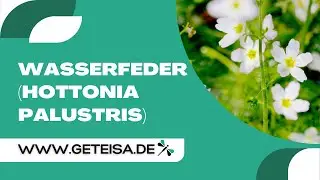 Wasserfeder | Hottonia palustre im Teichpflanzencheck