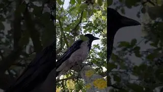 Забрали серую ворону домой 