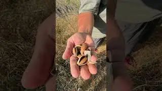 Как собирают миндаль #миндаль #заброшенныйсад #орехи #лс78