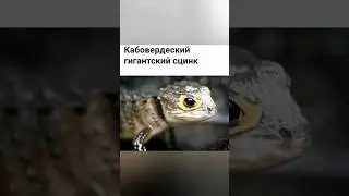Животные которые вымерли в 21 веке!!!😰 