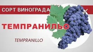 Сорт винограда Темпранильо