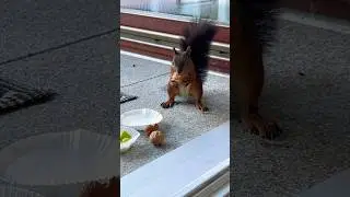 Das leckere Frühstück für Eichhörnchen #squirrels #eichhörnchen #socute