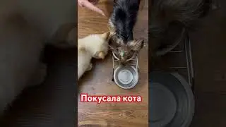 Йорк против кота 