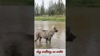 Dog 🐕 walking in river water 💦
