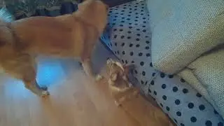 А у нас три собаки , кошка и кот. А у вас?