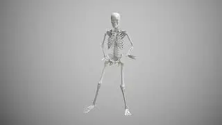 Human Skeleton | Skeleton dance | copyright free skeleton video 
