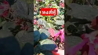ถ้าแดดไม่พอห้ามปลูกหงส์ฟู่ #ไม้จัดสวน #ไม้สวยงาม #มั่งมีศรีสุข #ไม้ประดับ #ไม้มงคล #ไม้ดอก