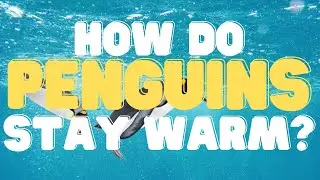 Science Experiments For Kids | How Does Blubber Keep Penguins Warm?