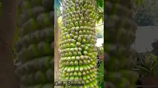 Luckiest Banana