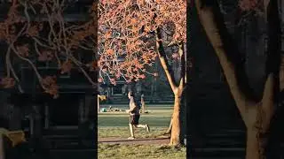 Cherry blossom at meadows Edinburgh