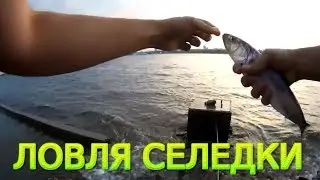 Селедка на микроколебалки или Волжская форель