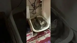cat:pooping: well mannered tatabunan talaga nila