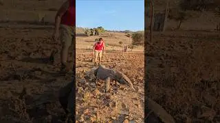 Komodo Dragons Up Close: A Wild Encounter on Komodo Island!