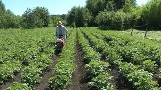 Hilling potatoes 2022