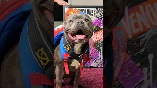 QUADRO QUE BRILHA NO ESCURO #cachorro #arte #pet #pitbull