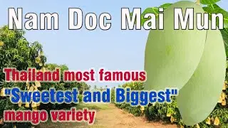 Nam Doc Mai Mun (Mango Review)