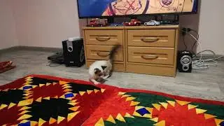 Snow shoe Manya kitty and favorite toy [ Маня играет с любимой деревяшкой ]