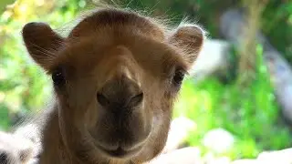 The Sound Of Silence - RELAXING ZOO ANIMALS